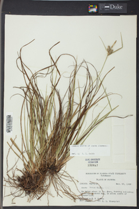 Carex tenax image