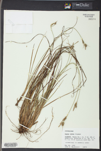 Carex tenax image