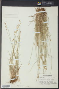 Carex texensis image