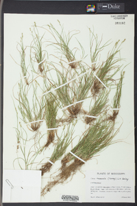 Carex texensis image