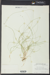 Carex trisperma image