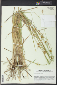 Carex turgescens image