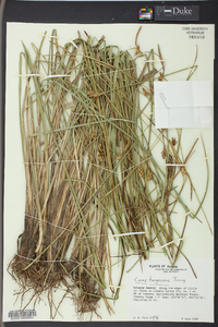 Carex turgescens image