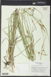 Carex turgescens image