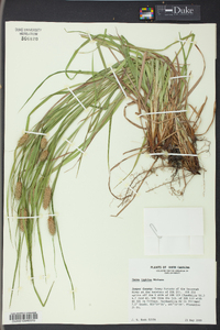 Carex typhina image