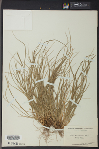 Carex willdenowii image