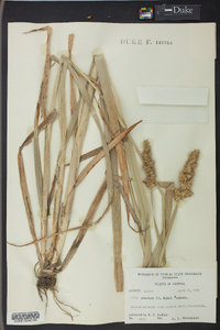 Carex uberior image