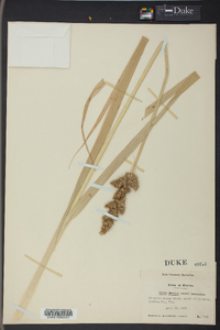 Carex uberior image