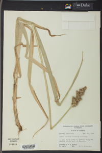 Carex uberior image