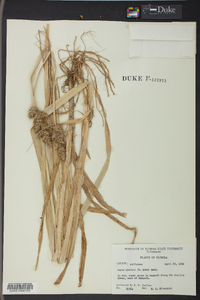 Carex uberior image