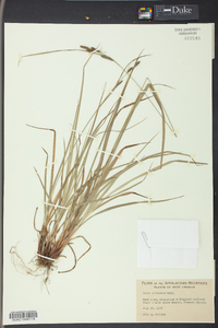 Carex virescens image