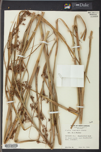 Cladium jamaicense image
