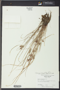 Cyperus bipartitus image