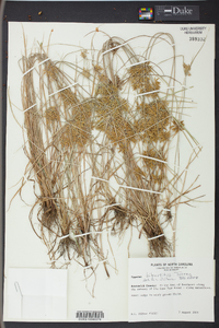 Cyperus bipartitus image