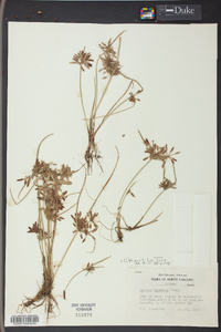 Cyperus bipartitus image