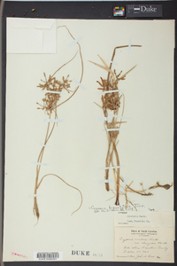 Cyperus bipartitus image