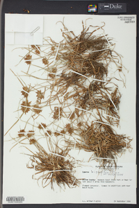 Cyperus bipartitus image