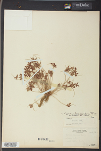 Cyperus bipartitus image