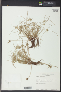 Cyperus compressus image