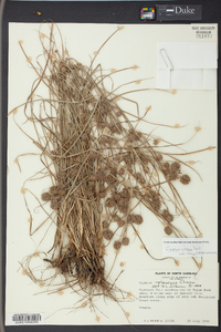 Cyperus croceus image