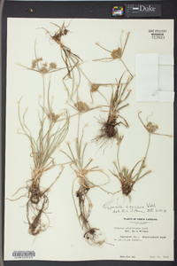 Cyperus croceus image