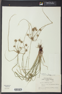 Cyperus croceus image