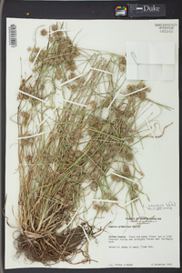 Cyperus croceus image