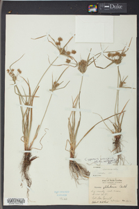 Cyperus croceus image