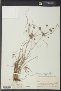 Cyperus croceus image