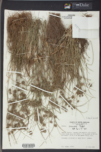 Cyperus croceus image