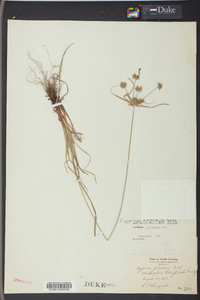 Cyperus croceus image