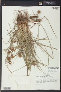 Cyperus echinatus image