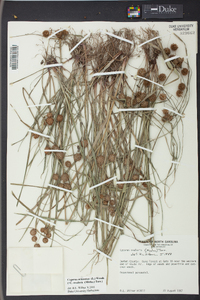 Cyperus echinatus image