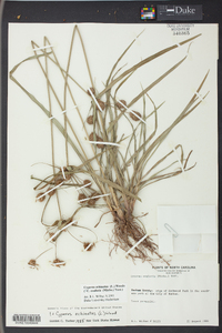 Cyperus echinatus image