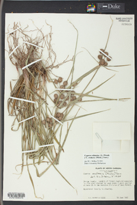 Cyperus echinatus image