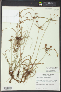 Cyperus echinatus image