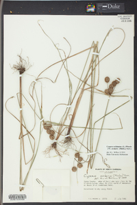 Cyperus echinatus image