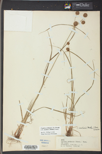 Cyperus echinatus image