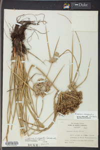 Cyperus eragrostis image