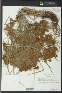 Cyperus erythrorhizos image