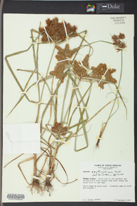 Cyperus erythrorhizos image