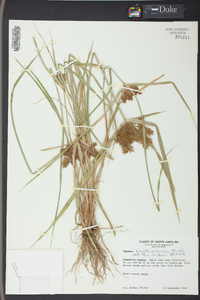 Cyperus erythrorhizos image