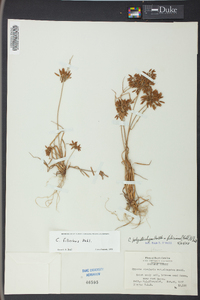 Cyperus filicinus image