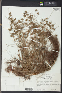 Cyperus filiculmis image