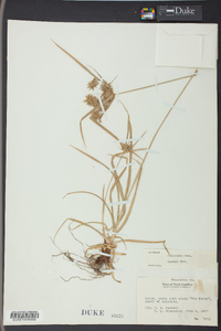 Cyperus filiculmis image