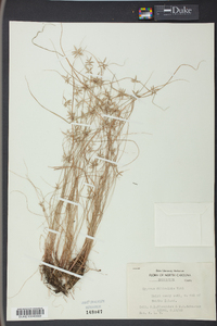 Cyperus filiculmis image