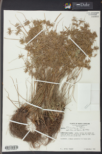 Cyperus filiculmis image