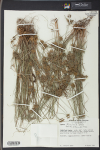 Cyperus filiculmis image