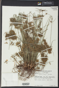 Cyperus filiculmis image