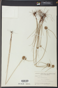 Cyperus filiculmis image